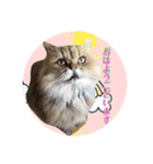 にゃたろうコレクション（個別スタンプ：20）