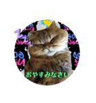 にゃたろうコレクション（個別スタンプ：21）