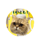 にゃたろうコレクション（個別スタンプ：22）