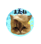 にゃたろうコレクション（個別スタンプ：23）
