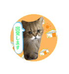 にゃたろうコレクション（個別スタンプ：28）