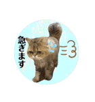 にゃたろうコレクション（個別スタンプ：30）