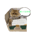 にゃたろうコレクション（個別スタンプ：31）