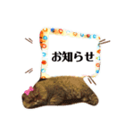 にゃたろうコレクション（個別スタンプ：39）
