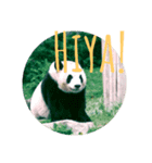 panda greeting パンダ（個別スタンプ：4）