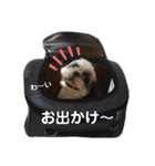 我が家のシーズー犬もじゃ 17（個別スタンプ：1）