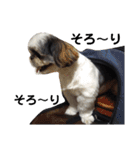 我が家のシーズー犬もじゃ 17（個別スタンプ：2）
