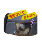 我が家のシーズー犬もじゃ 17（個別スタンプ：3）