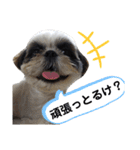 我が家のシーズー犬もじゃ 17（個別スタンプ：6）