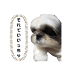 我が家のシーズー犬もじゃ 17（個別スタンプ：7）