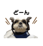 我が家のシーズー犬もじゃ 17（個別スタンプ：8）