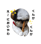 我が家のシーズー犬もじゃ 17（個別スタンプ：10）