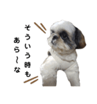 我が家のシーズー犬もじゃ 17（個別スタンプ：13）