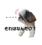 我が家のシーズー犬もじゃ 17（個別スタンプ：14）