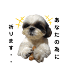 我が家のシーズー犬もじゃ 17（個別スタンプ：15）