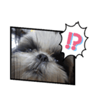 我が家のシーズー犬もじゃ 17（個別スタンプ：16）