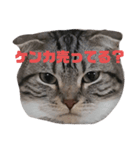 ねこ屋敷（個別スタンプ：1）