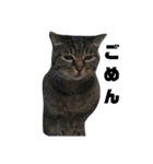 ねこ屋敷（個別スタンプ：4）