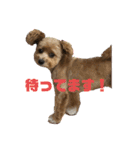 モカ、メル、チャトラ、クゥー（個別スタンプ：1）