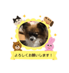 モカ、メル、チャトラ、クゥー（個別スタンプ：4）