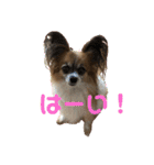 モカ、メル、チャトラ、クゥー（個別スタンプ：11）
