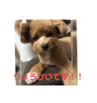 モカ、メル、チャトラ、クゥー（個別スタンプ：12）