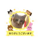 モカ、メル、チャトラ、クゥー（個別スタンプ：14）