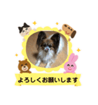 モカ、メル、チャトラ、クゥー（個別スタンプ：15）