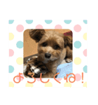 モカ、メル、チャトラ、クゥー（個別スタンプ：20）