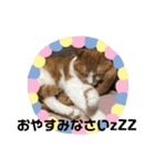 モカ、メル、チャトラ、クゥー（個別スタンプ：25）