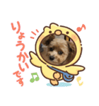 モカ、メル、チャトラ、クゥー（個別スタンプ：31）