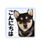 柴犬琥次郎スタンプ（個別スタンプ：1）