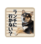 柴犬琥次郎スタンプ（個別スタンプ：2）