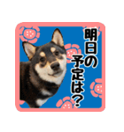 柴犬琥次郎スタンプ（個別スタンプ：3）