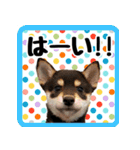 柴犬琥次郎スタンプ（個別スタンプ：4）