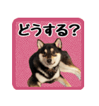 柴犬琥次郎スタンプ（個別スタンプ：5）