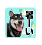 柴犬琥次郎スタンプ（個別スタンプ：6）