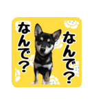 柴犬琥次郎スタンプ（個別スタンプ：9）