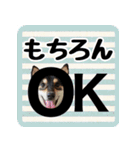 柴犬琥次郎スタンプ（個別スタンプ：10）