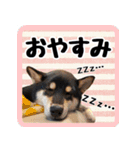 柴犬琥次郎スタンプ（個別スタンプ：11）