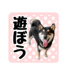 柴犬琥次郎スタンプ（個別スタンプ：12）