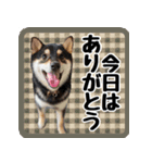 柴犬琥次郎スタンプ（個別スタンプ：13）