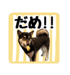 柴犬琥次郎スタンプ（個別スタンプ：15）