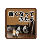 柴犬琥次郎スタンプ（個別スタンプ：16）