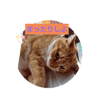 すずりんぼ～（個別スタンプ：8）