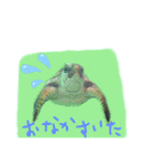 お魚実写ワンフレーズ（個別スタンプ：8）