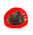 お魚実写ワンフレーズ（個別スタンプ：15）