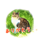 猫之日常（個別スタンプ：1）