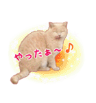 猫之日常（個別スタンプ：5）