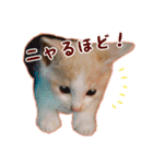 猫之日常（個別スタンプ：18）